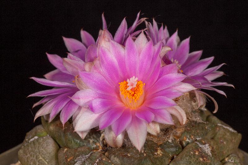 Ariocarpus_fissuratus_v._lloydii.jpg